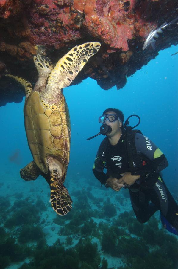 Boldró Fernando de Noronha