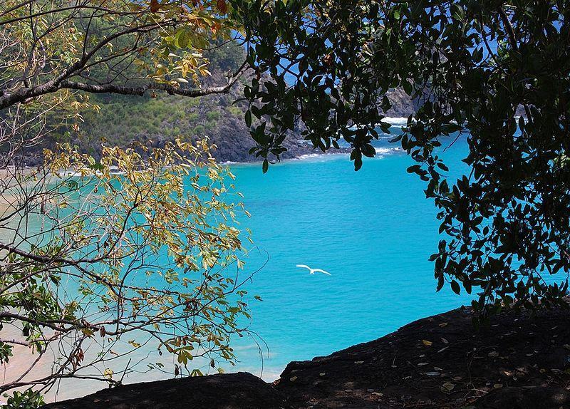 Boldró Fernando de Noronha